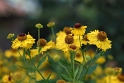 69 Blume_DDC2782